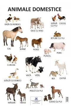 Plansa - Animale domestice - DIDACTICA PUBLISHING HOUSE