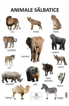 Plansa animale salbatice