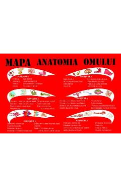 Mapa anatomia omului - Mariana Bodea - CARTA ATLAS