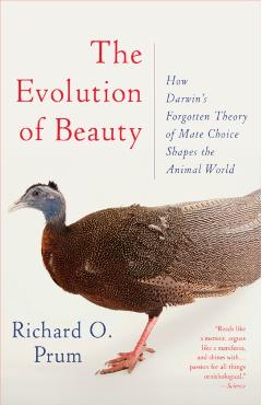 Evolution Of Beauty