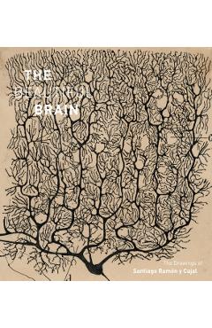 Beautiful Brain
