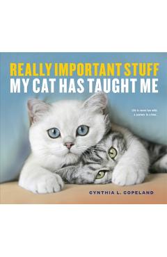 Really Important Stuff My Cat Has Taught Me