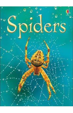 Spiders