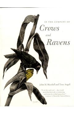 In the Company of Crows and Ravens
