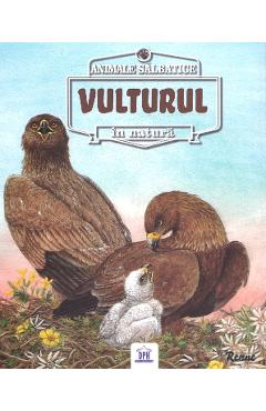 Animale salbatice in natura: Vulturul – Renne Animale