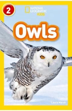 Owls -