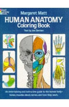 Human anatomy