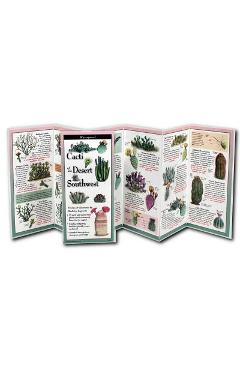 Cacti of the Desert Southwest - Madeline Logowitz