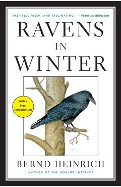 Ravens in Winter - Bernd Heinrich