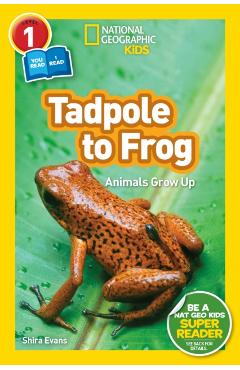 National Geographic Readers: Tadpole to Frog (L1/Co-Reader) - Shira Evans