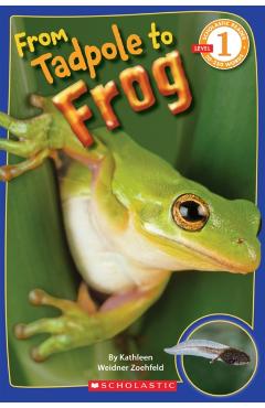 Scholastic Reader Level 1: From Tadpole to Frog - Kathleen Weidner Zoehfeld