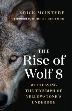 The Rise of Wolf 8: Witnessing the Triumph of Yellowstone's Underdog - Rick Mcintyre