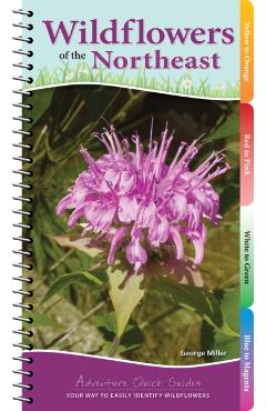 Wildflowers of the Northeast: Your Way to Easily Identify Wildflowers - George Oxford Miller