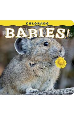 Colorado Babies! - Steph Lemann - Imagine 1