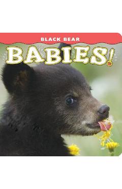 Black Bear Babies! - Donald M. Jones