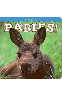 Moose babies! - henry h. holdsworth