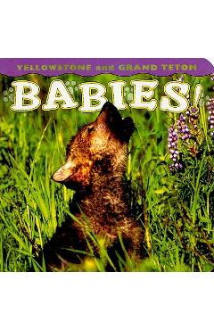 Yellowstone and Grand Teton Babies! - Wendy Shattil