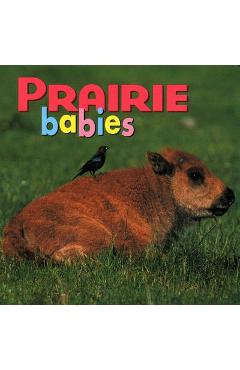 Prairie Babies - Kristen Mccurry