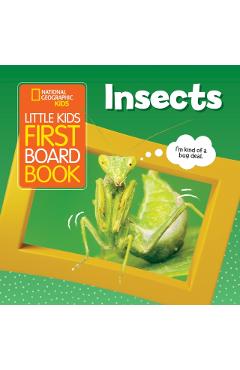 Little Kids First Board Book: Insects - Ruth Musgrave