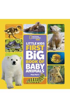 Little Kids First Big Book of Baby Animals - Maya Myers