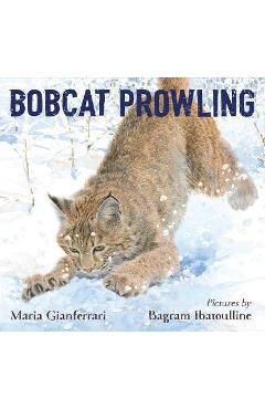 Bobcat Prowling - Maria Gianferrari