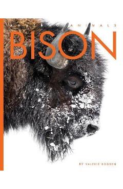 Bison - Valerie Bodden