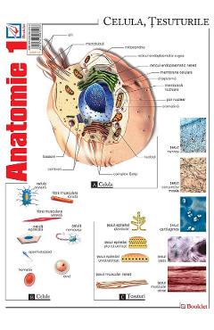 Plansa Anatomie 1 - BOOKLET