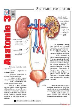 Plansa Anatomie 3 - BOOKLET