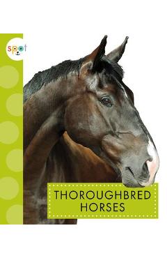 Thoroughbred Horses - Alissa Thielges