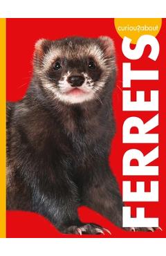 Curious about ferrets - alissa thielges