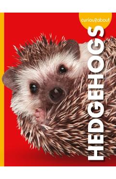 Curious about Hedgehogs - Alissa Thielges