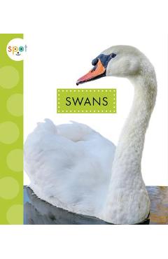 Swans - Lisa Amstutz