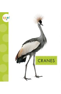 Cranes - Lisa Amstutz