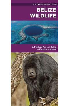 Belize Wildlife: A Folding Pocket Guide to Familiar Species - James Kavanagh