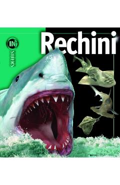 Rechini - Insiders