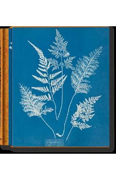 Anna Atkins. Cyanotypes - Peter Walther