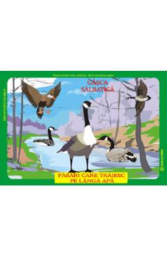 Set cu planse: Pasari din fauna Romaniei care traiesc pe langa ape - Olivia Campean, Istina Mirescu, Maria Gramescu, Hermina Furca