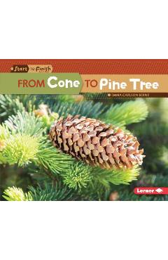 From cone to pine tree - emma carlson-berne