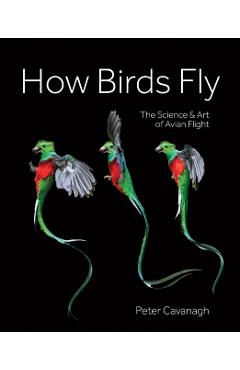 How Birds Fly - Peter Cavanagh