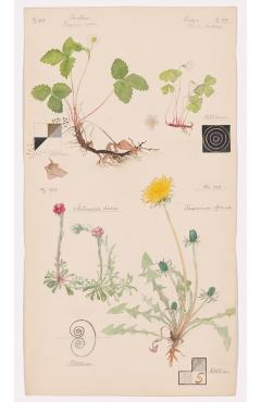 Hilma af Klint - - Imagine 1