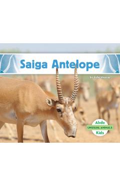 Saiga Antelope - Julie Murray