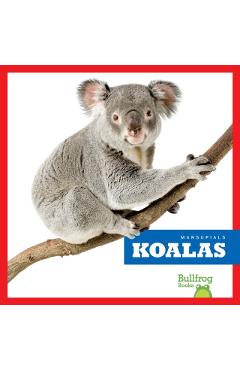 Koalas - Natalie Deniston