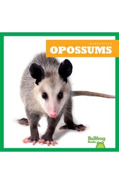 Opossums - Natalie Deniston
