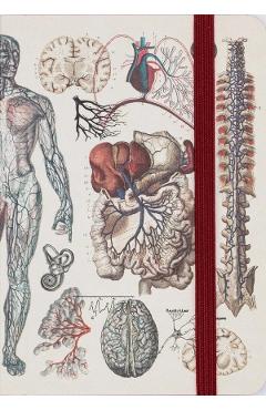 Caiet A5. Vascular Anatomy