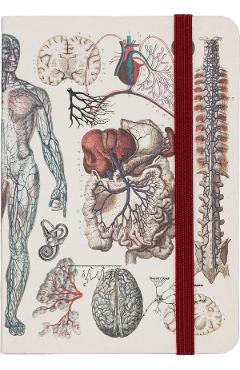 Carnet: Vascular Anatomy