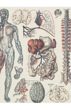 Caiet A5 dictando. Vascular Anatomy