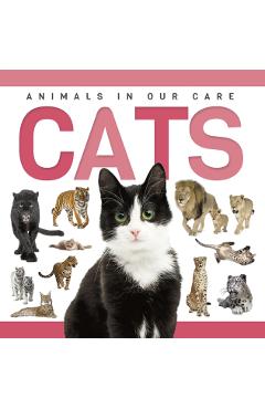 Cats - Rebecca Phillips-bartlett