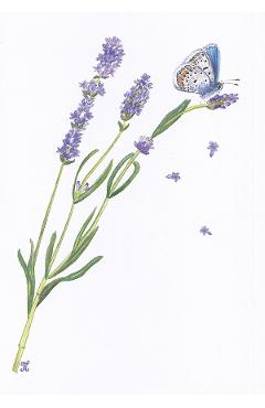 Felicitare: Lavanda