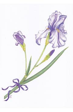 Felicitare: Iris
