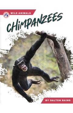 Chimpanzees - Dalton Rains